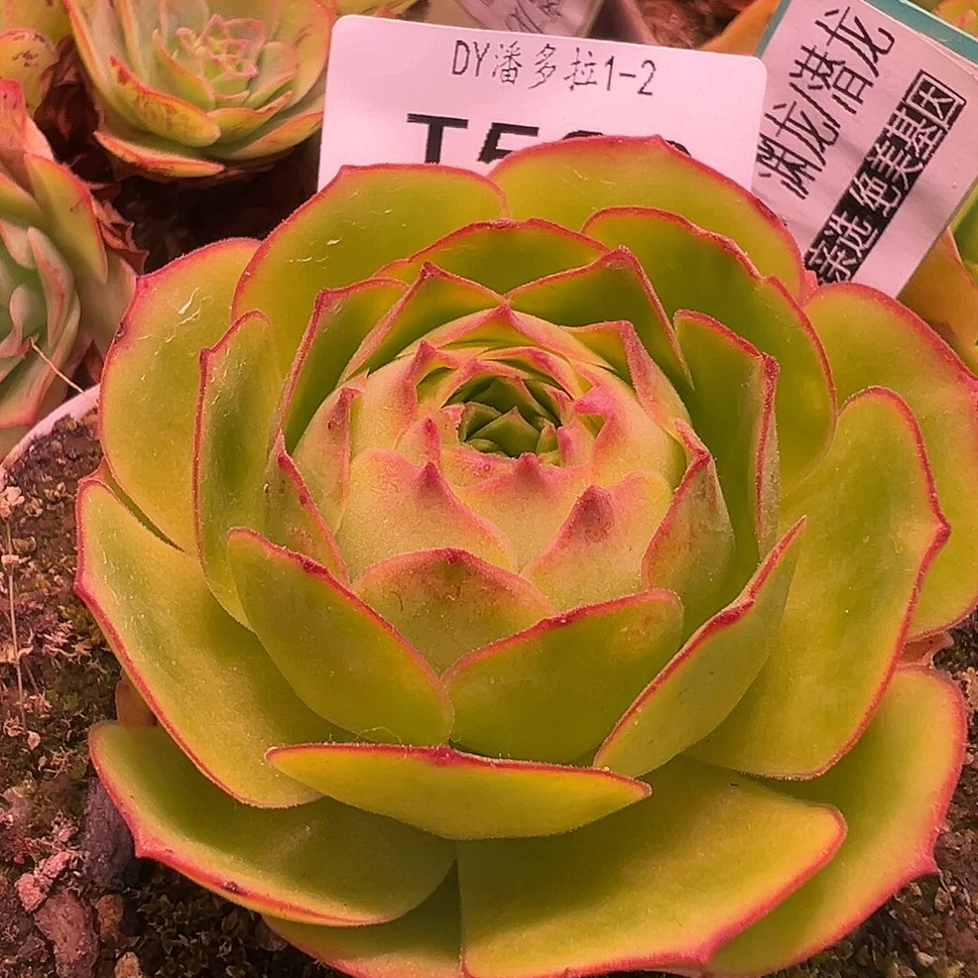 糖糖528 渊龙 山地玫瑰