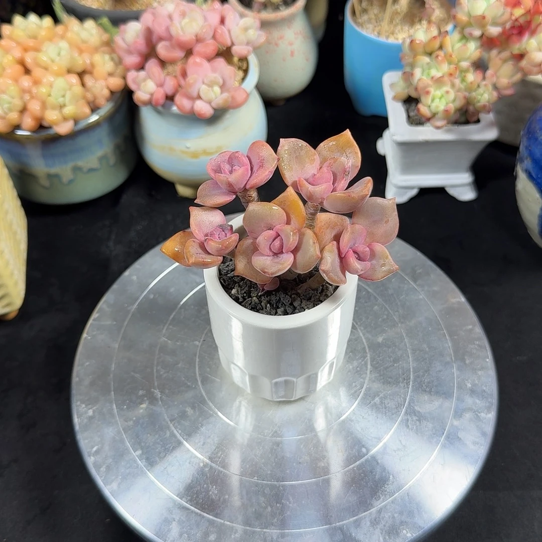 彩虹糖8cm带盆土发货