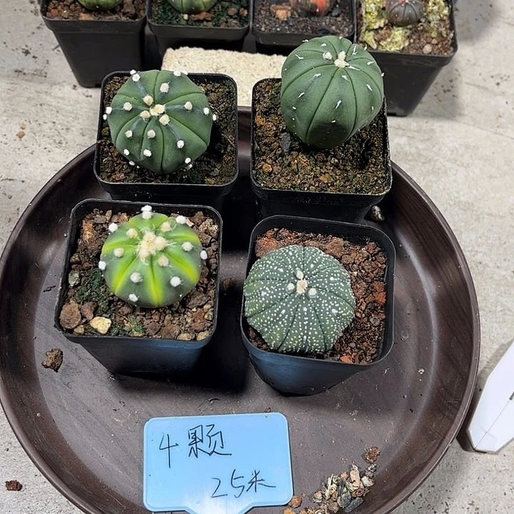 不开花植物仙人球