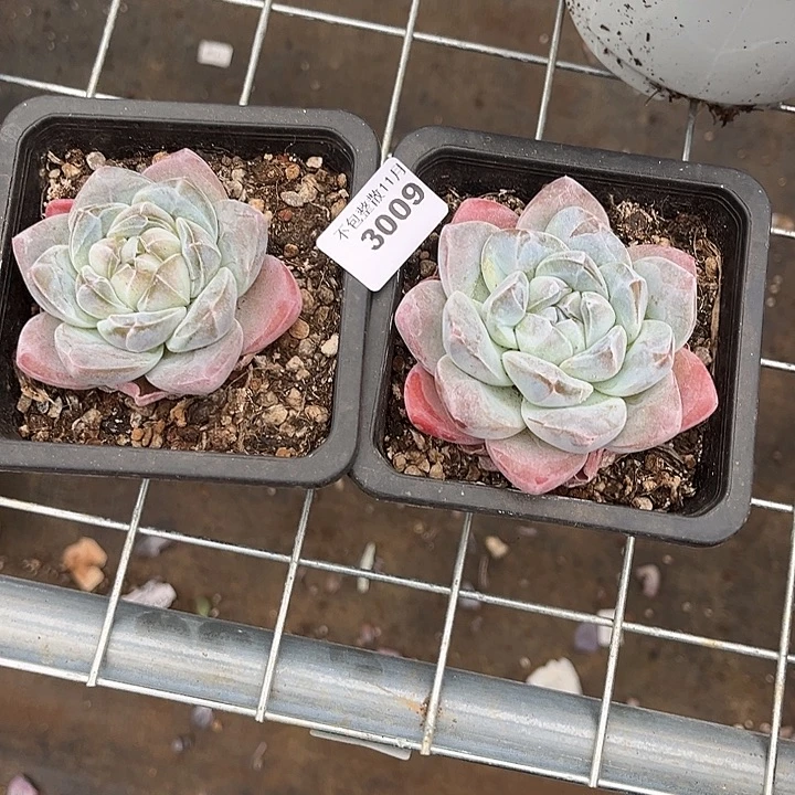 阿雅园艺。          3009冰玉两颗