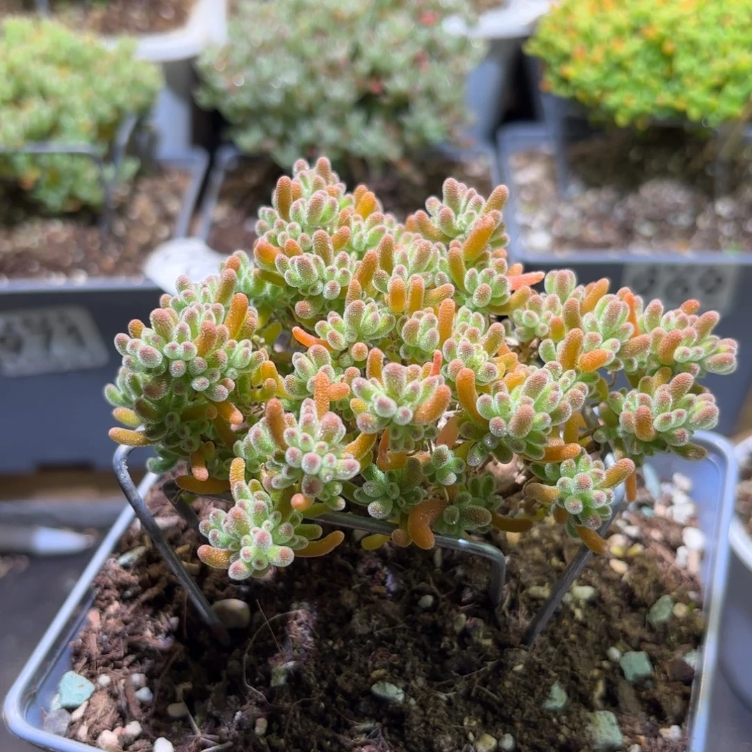 枝干番杏橘子冰晶006