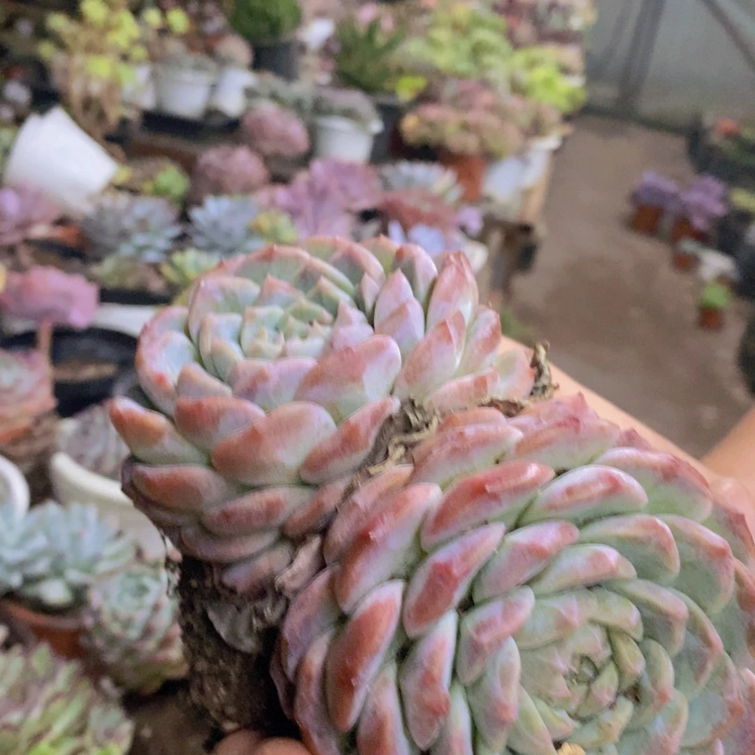 冰糖雪梨双头起发两盆