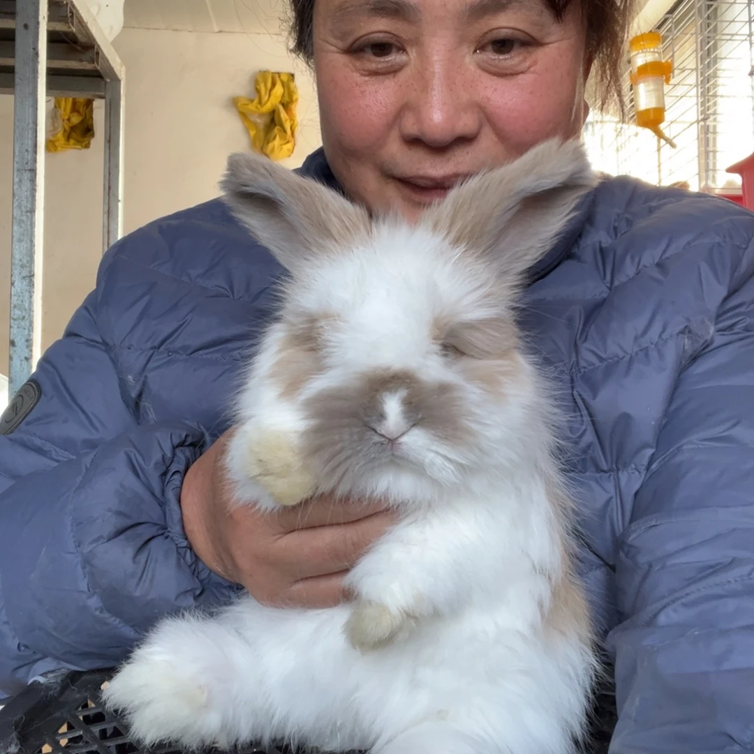 宠物兔英系安哥拉兔