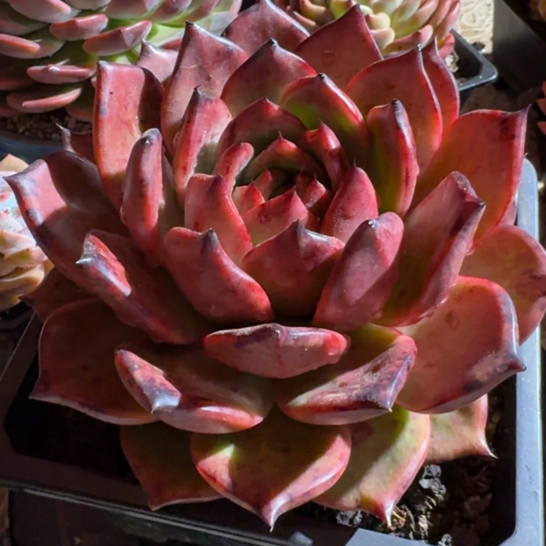 彩色吉拉姆多肉精品