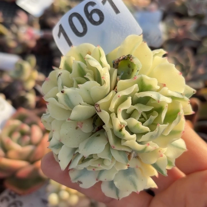 头盖多肉植物满18包邮当场凑单