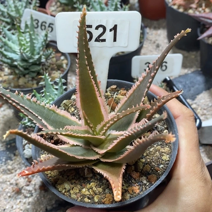 微*福利芦荟一颗！！！！