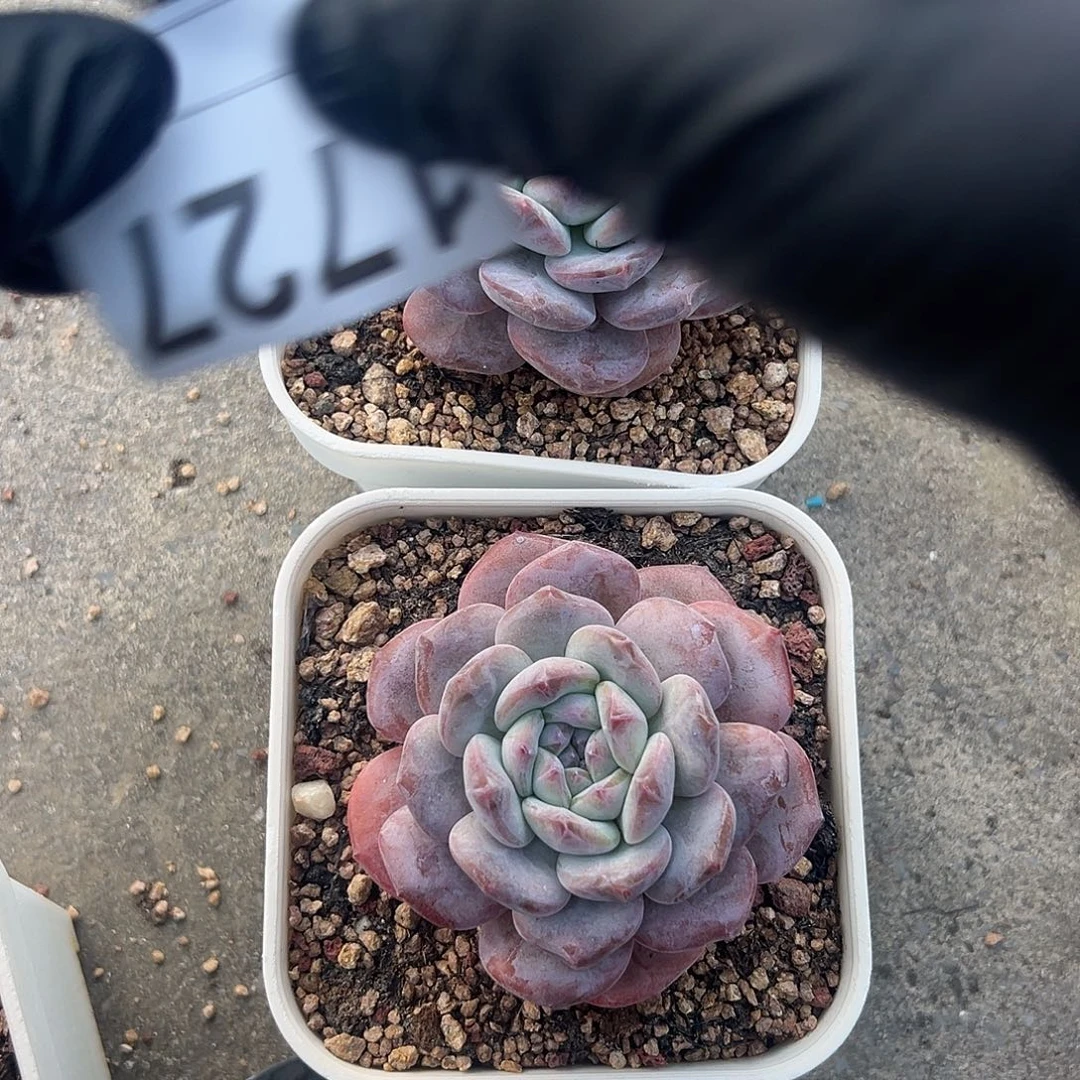 菲***姐俩个星影脱土发货1727