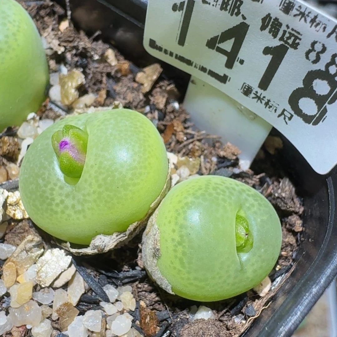 zzzzz精品生石花1418