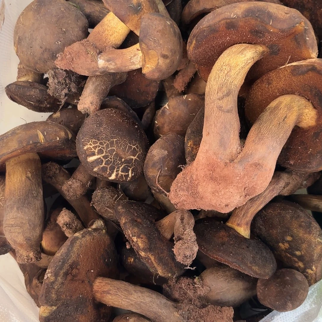 糯****云南南华野生菌中国大陆