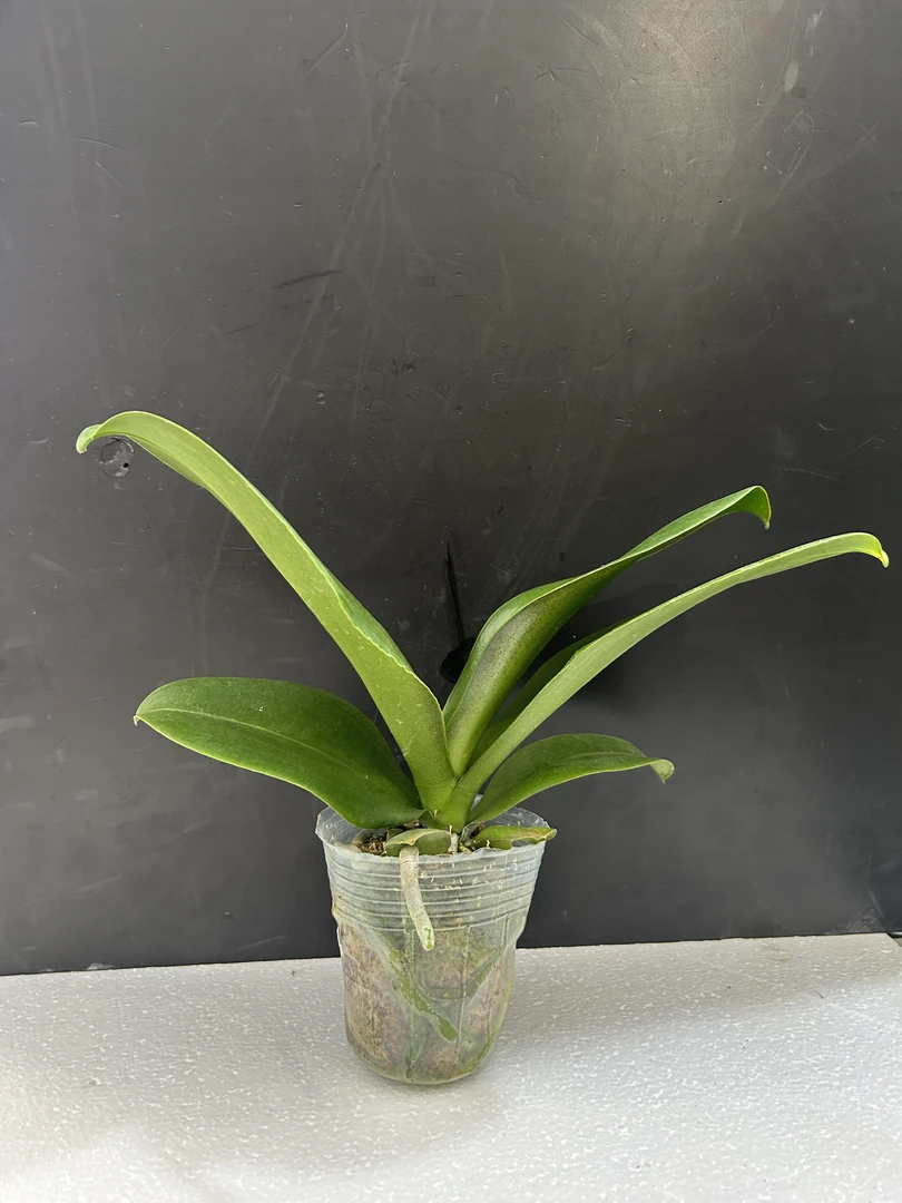 蝴蝶兰 花后苗 好养 耐养 花期长蝴蝶兰鲜花室内高端花卉