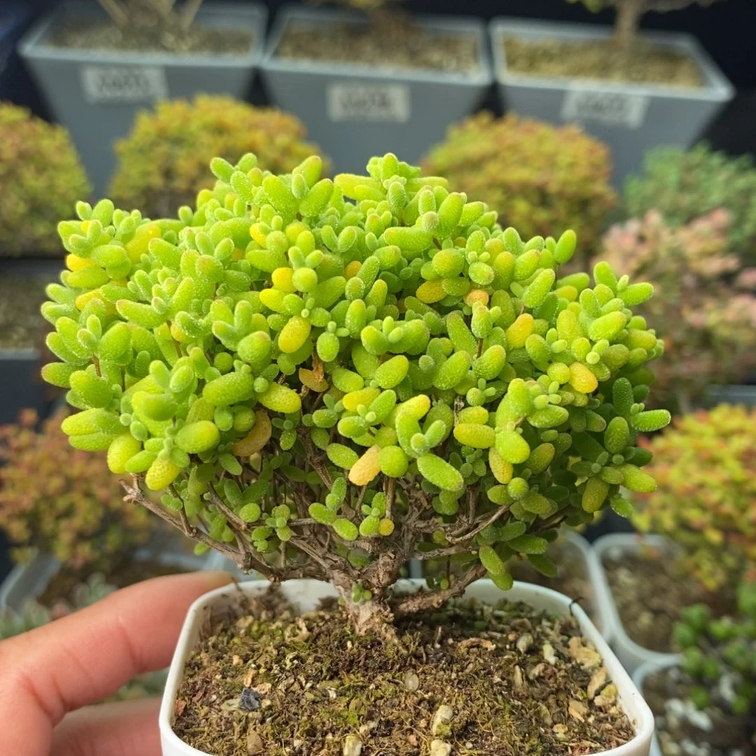 0613蜜橘糖球 。