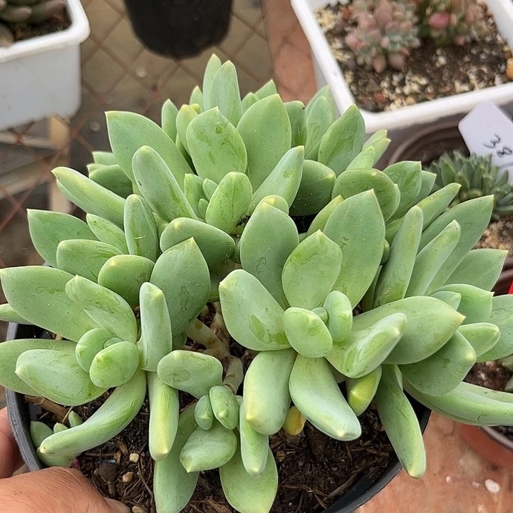 海洋之歌惊鸿一物一拍包装收缩花旱