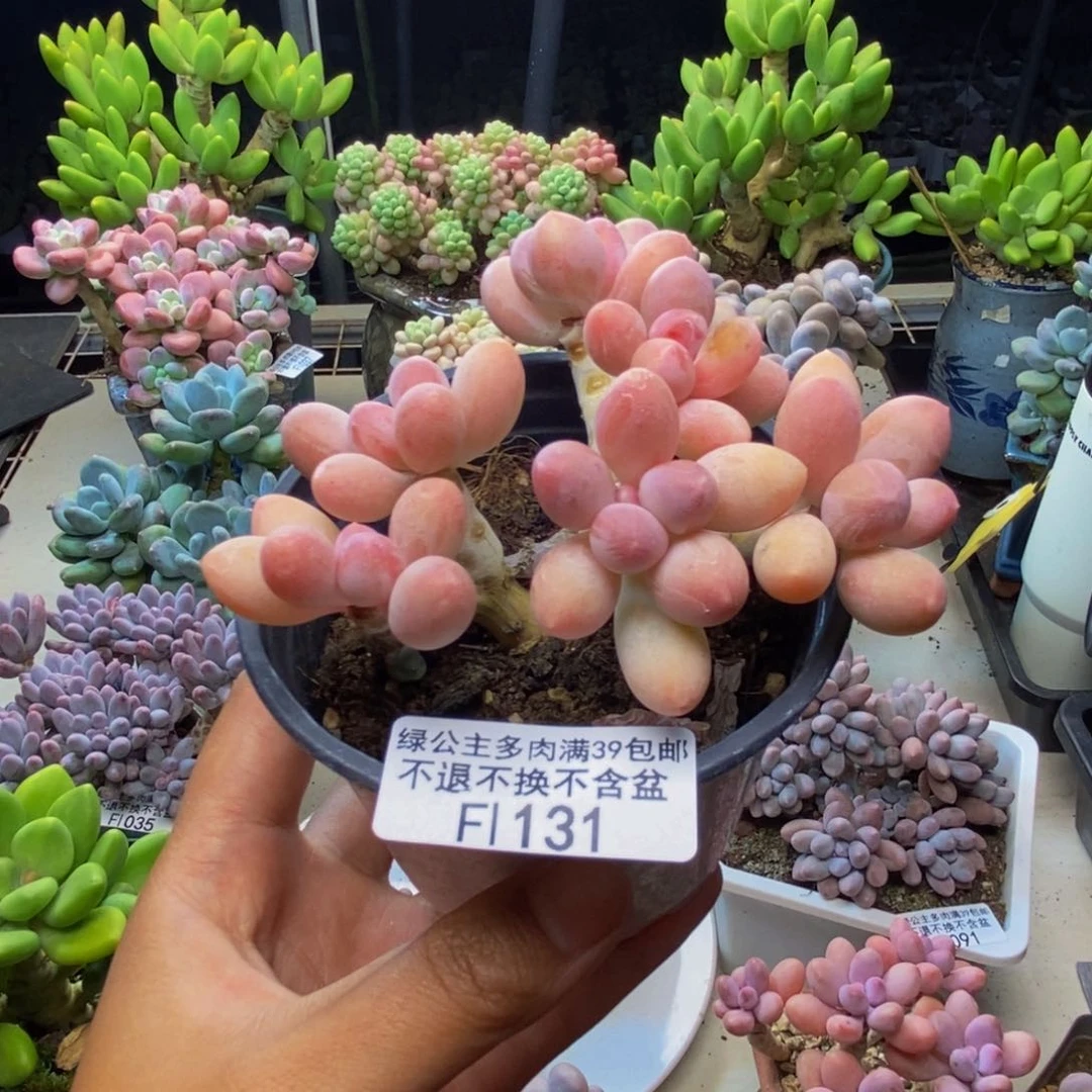 131香水手指奶多肉7c m