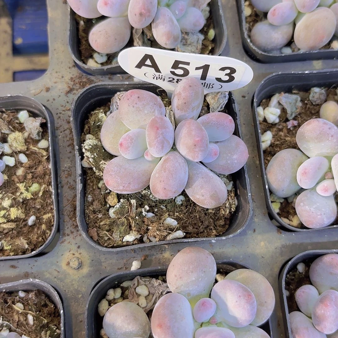 A513彩虹奶一物一拍
