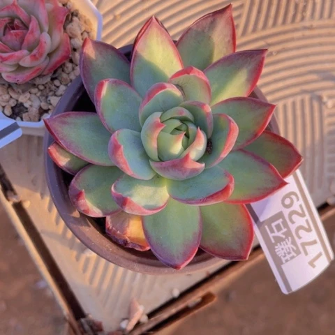 惊鸿仙子17229多肉植物