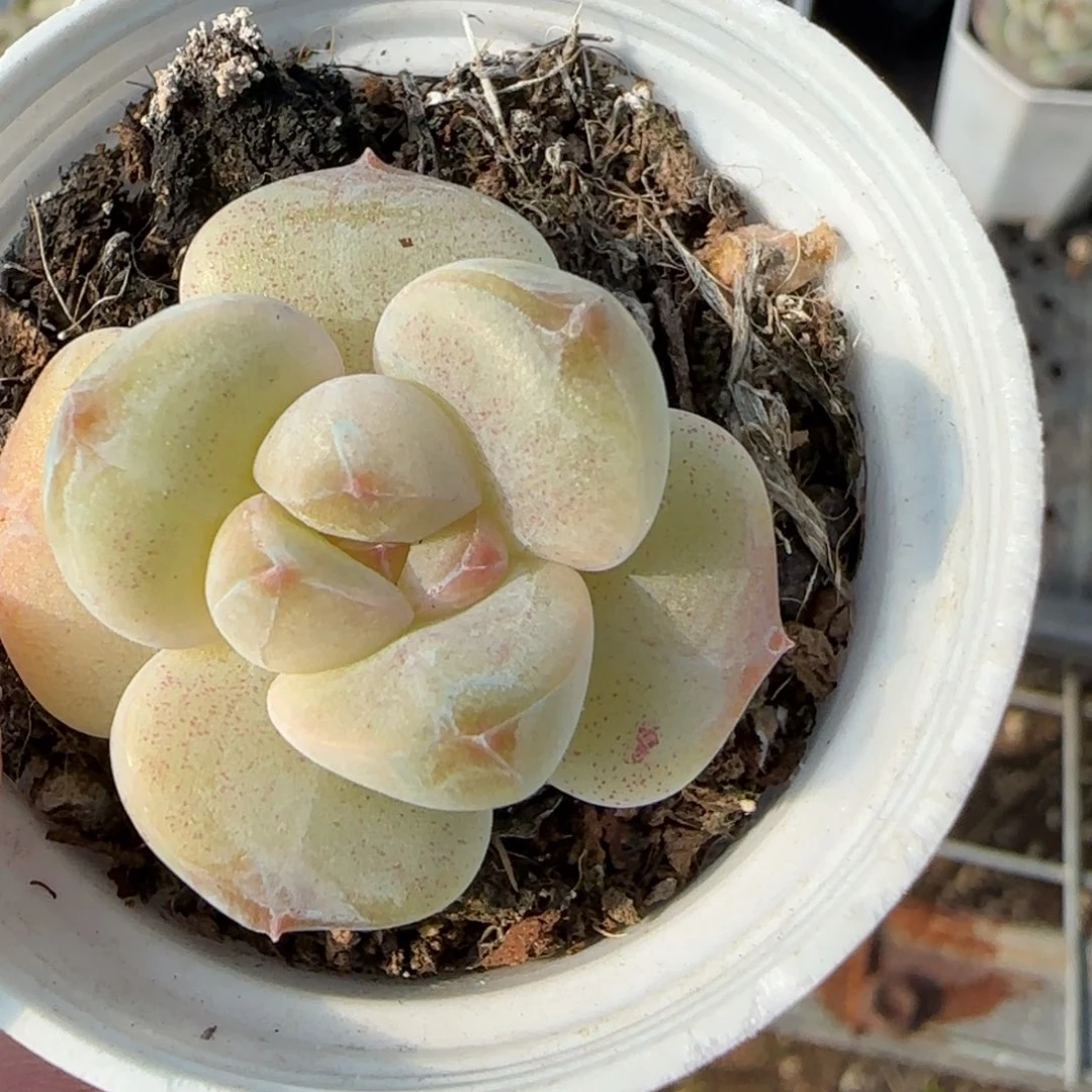 小卡拉米糖心一物一拍