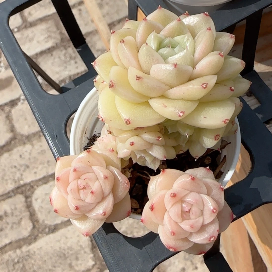 【闪购商品】0211-149油透麦杆