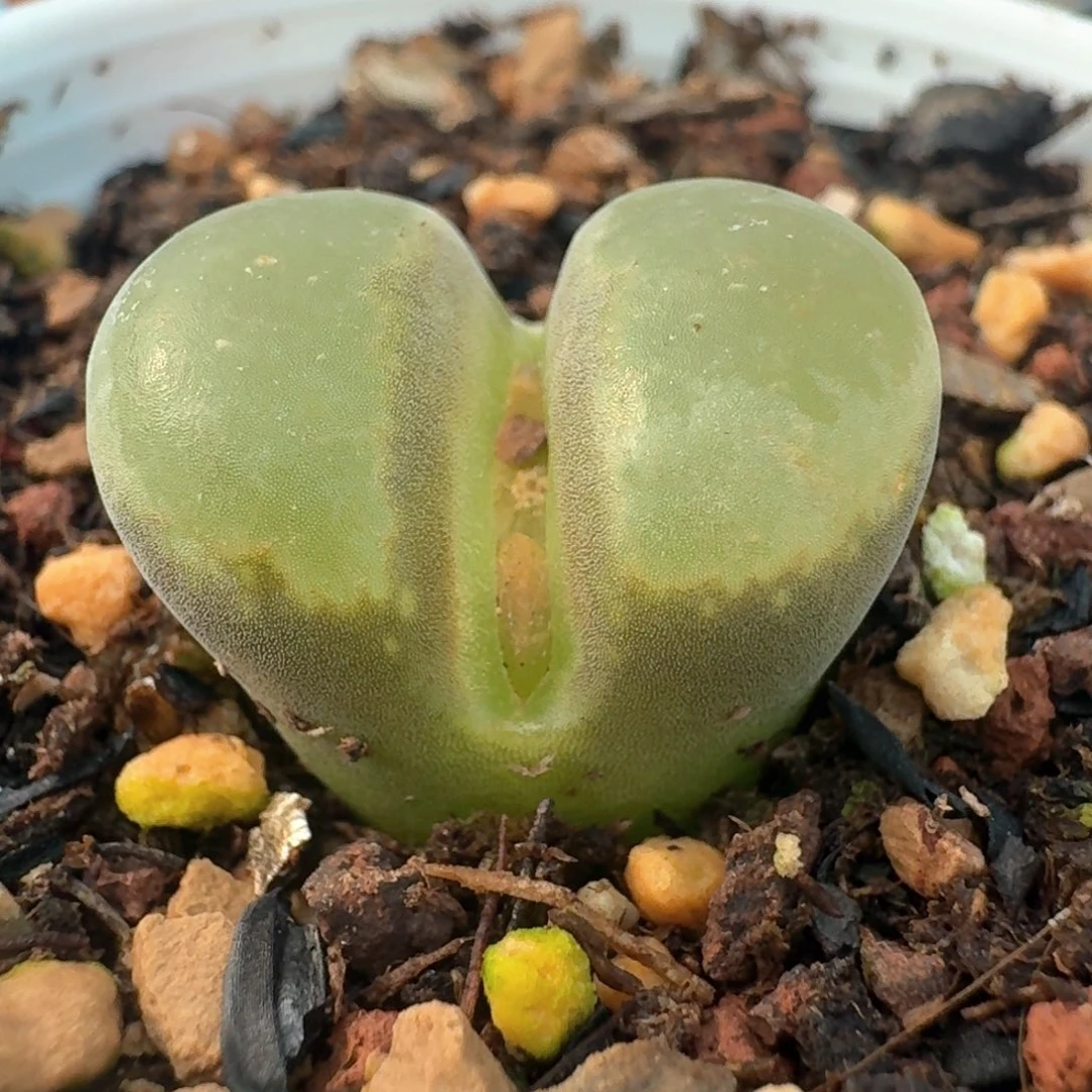 87带盆土发货大风铃