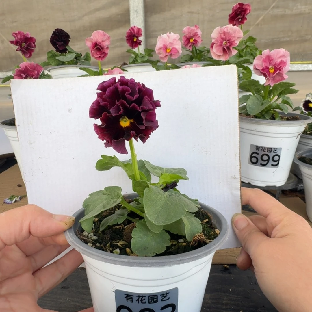 无花朵003号角堇