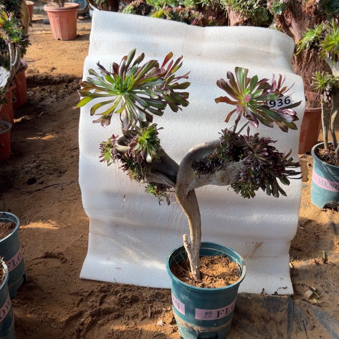 黑缀妖翅膀有伤936高44