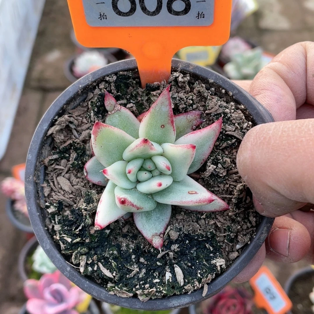 【闪购商品】静**开608号