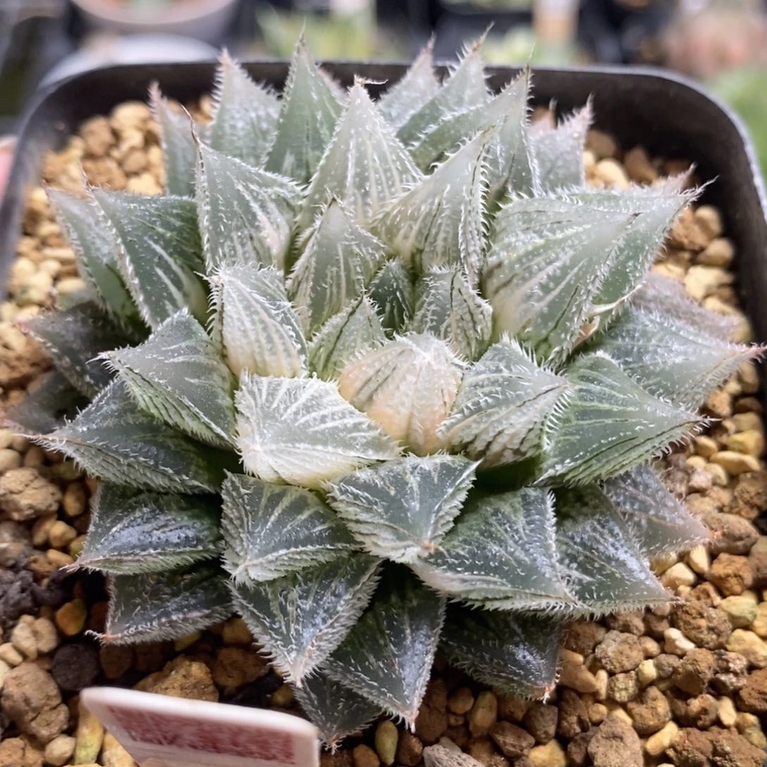 490实生毛玉露锦一物一拍