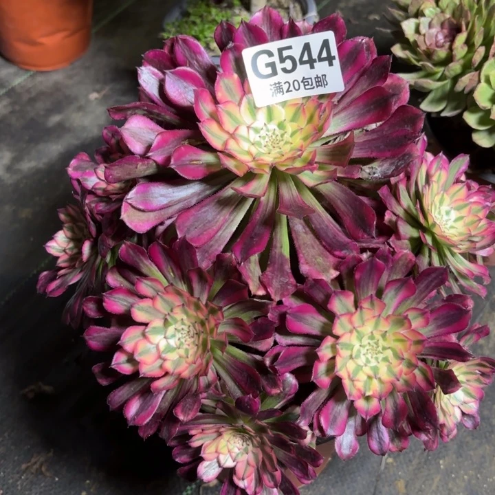 瑞妈一物一拍544