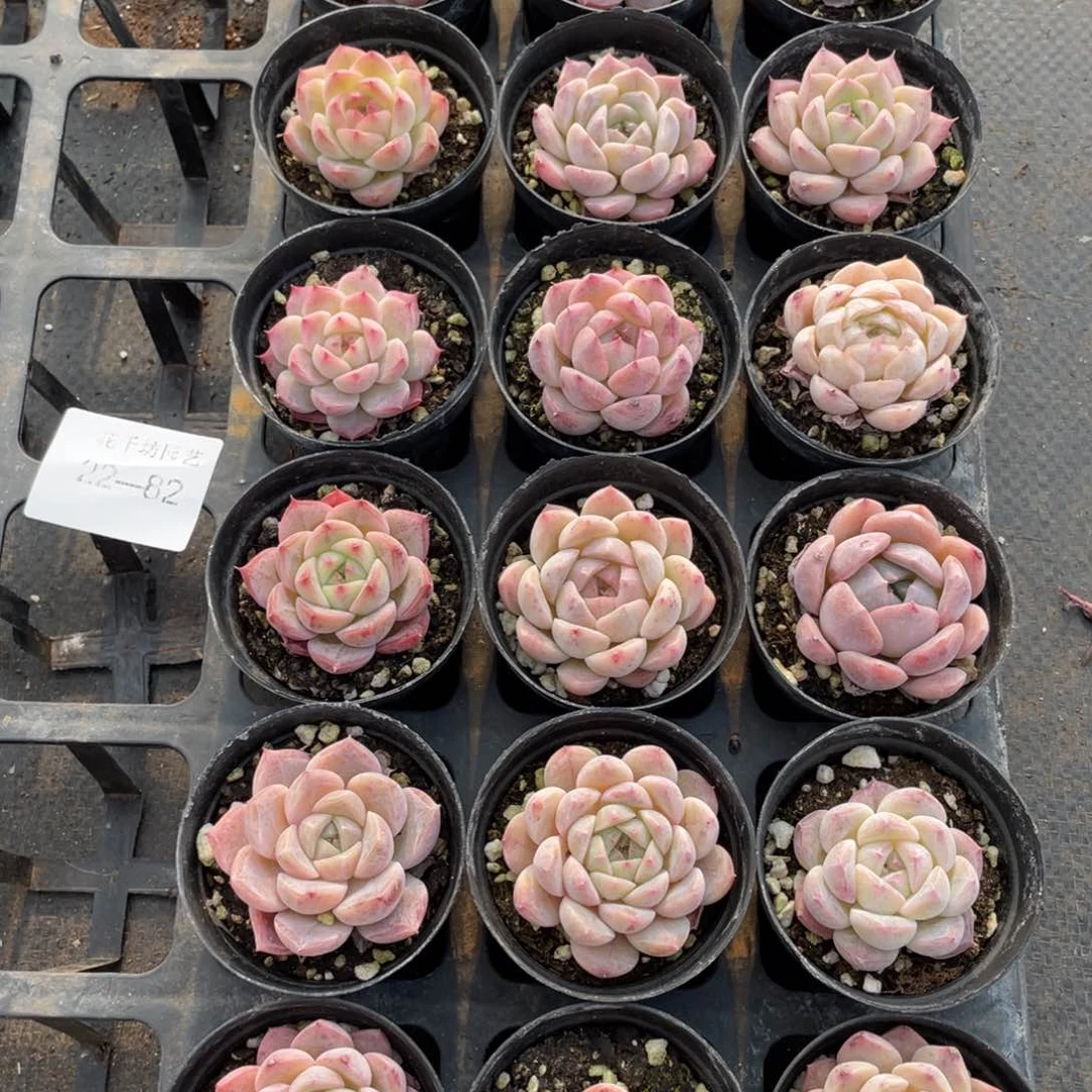 一物一拍18颗22-82