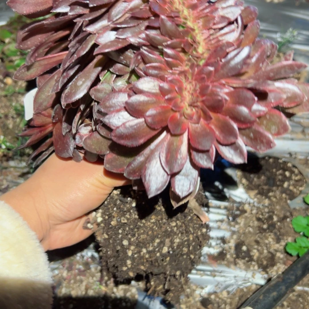 793 号多肉植物法师新年福利