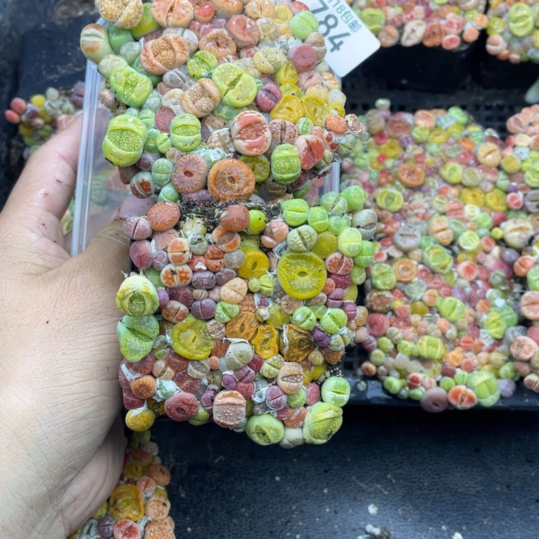 红陶山**迢0000000784