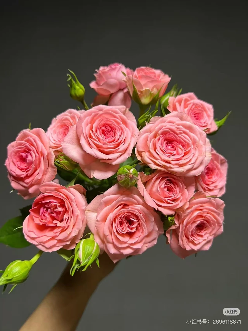 180盆仙杜瑞拉月季带加仑盆四季勤花盆栽地栽室内室外耐热耐寒