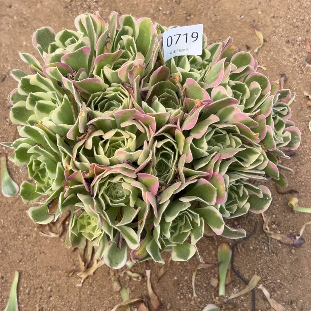719多肉   雨花石