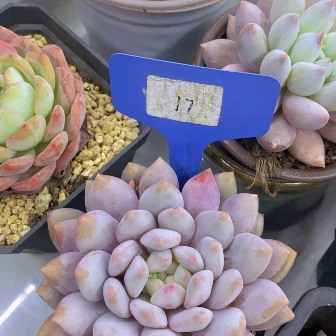 开心多肉，首播福利3