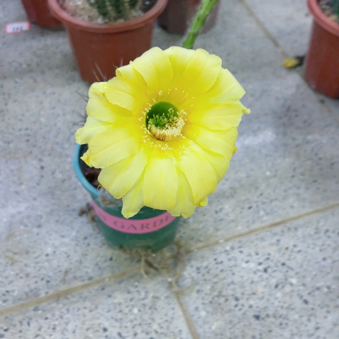 下午122彩草根歪斑点掰花脱土发货20包邮