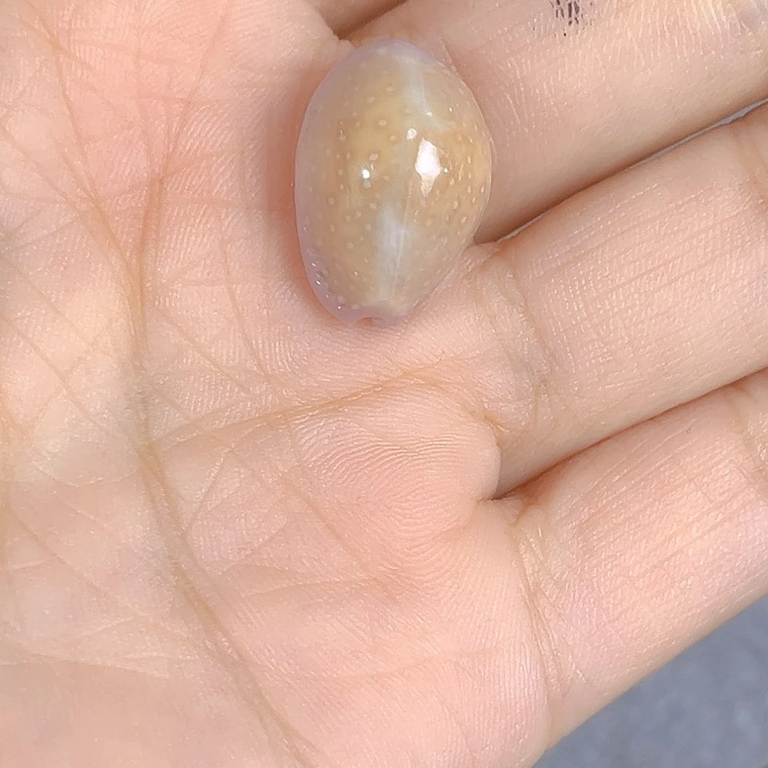 大理石磁石大****旺天然贝壳海螺批发零售