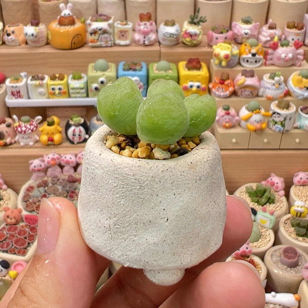 多肉植物44号毛翠滴