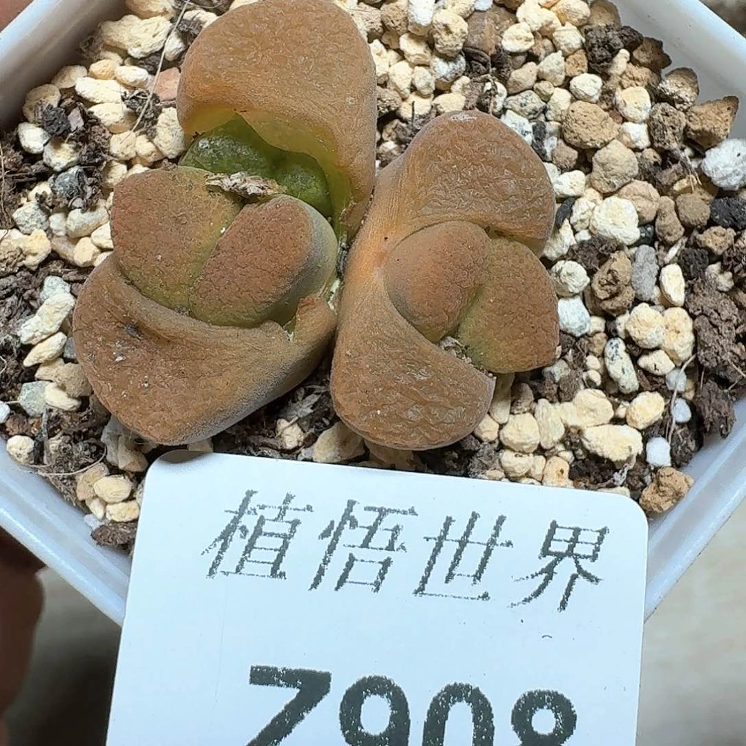 908号多肉植物哇cv