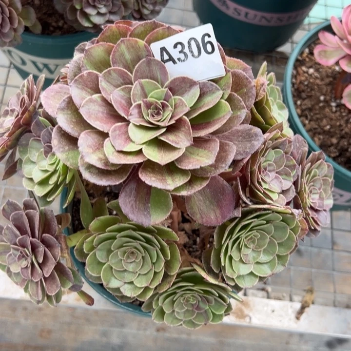 306花月夜22厘米左右半木质