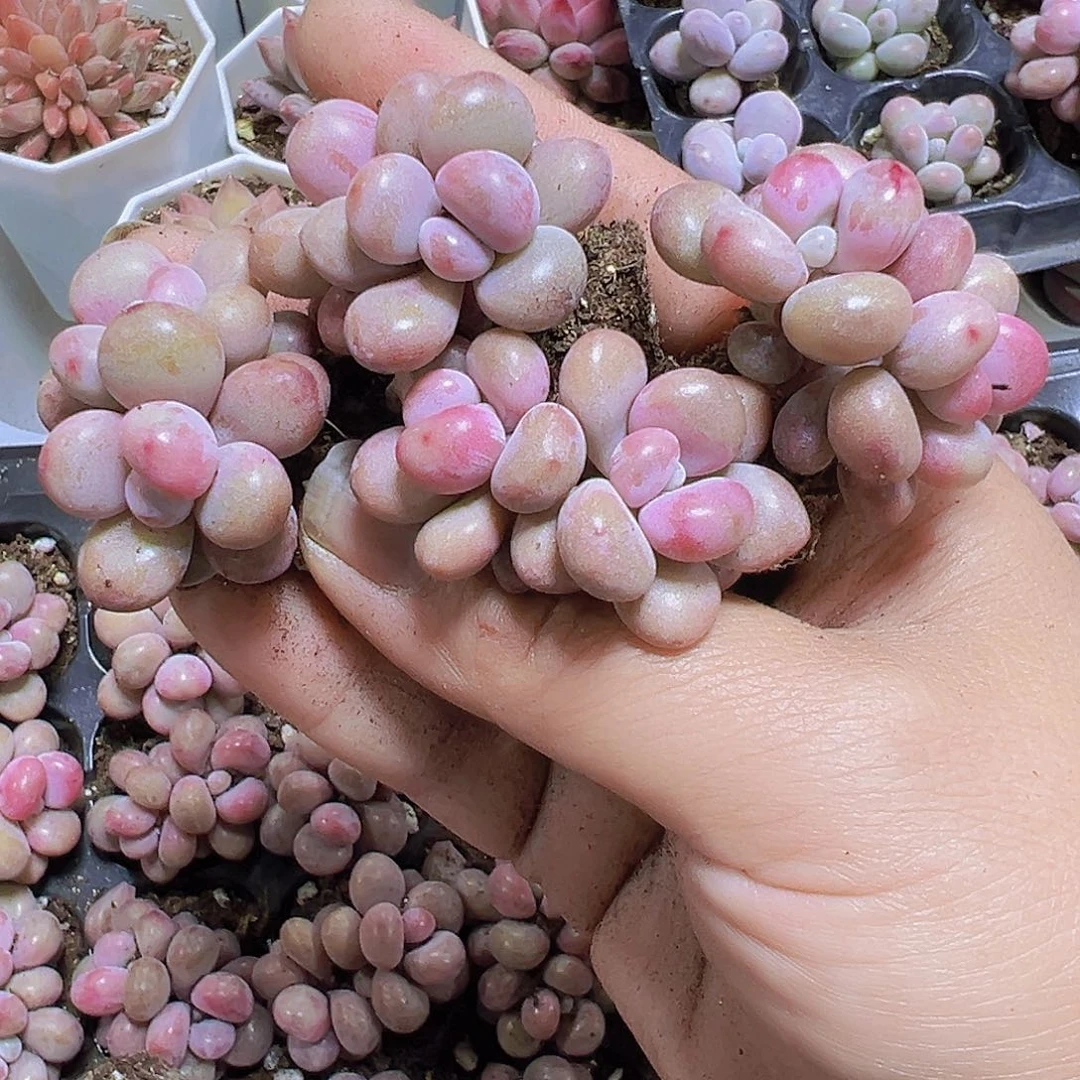 双头桃蛋11个19包邮