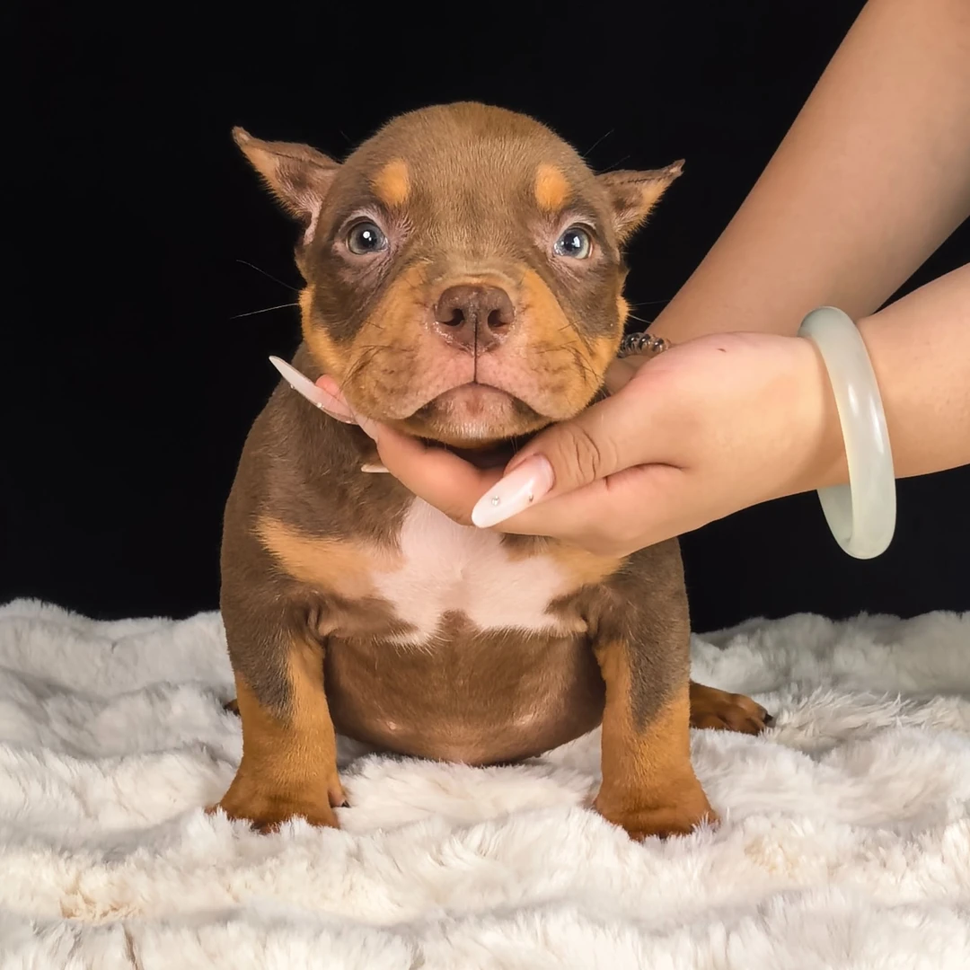 恶霸犬三个月红三色妹妹
