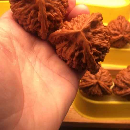 老***老核桃核桃核桃核桃核桃