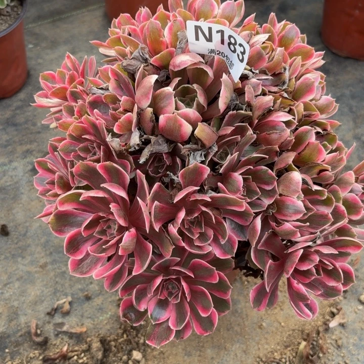 瑞妈多肉园艺183女妖。