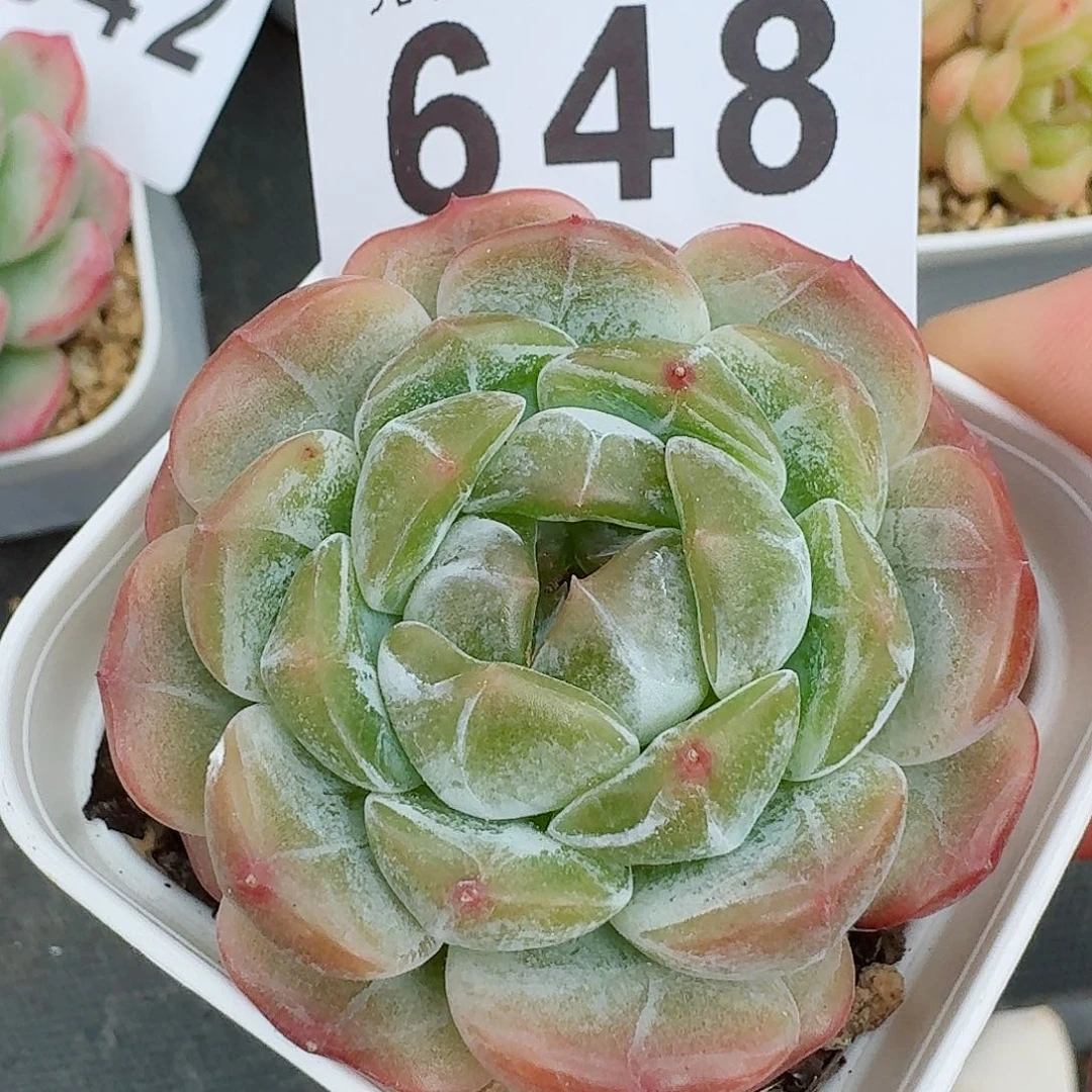 冰晶恋            精美多肉植物