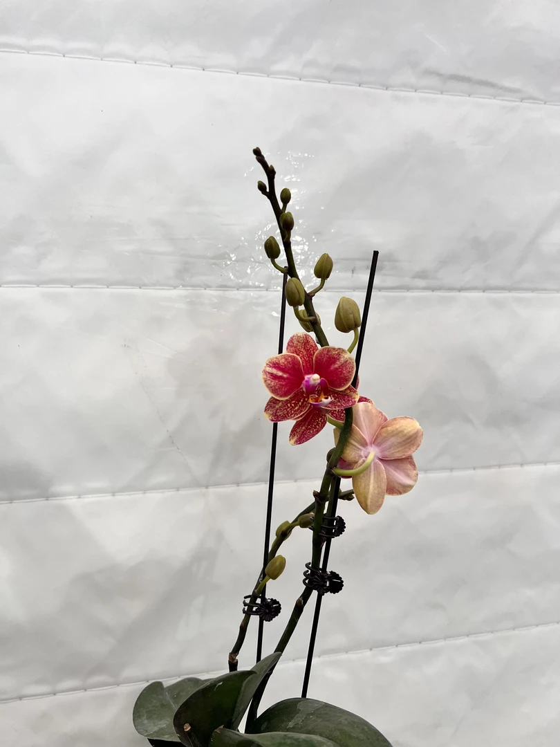 云鹏蝴蝶兰（金蝶）带花带花苞发货