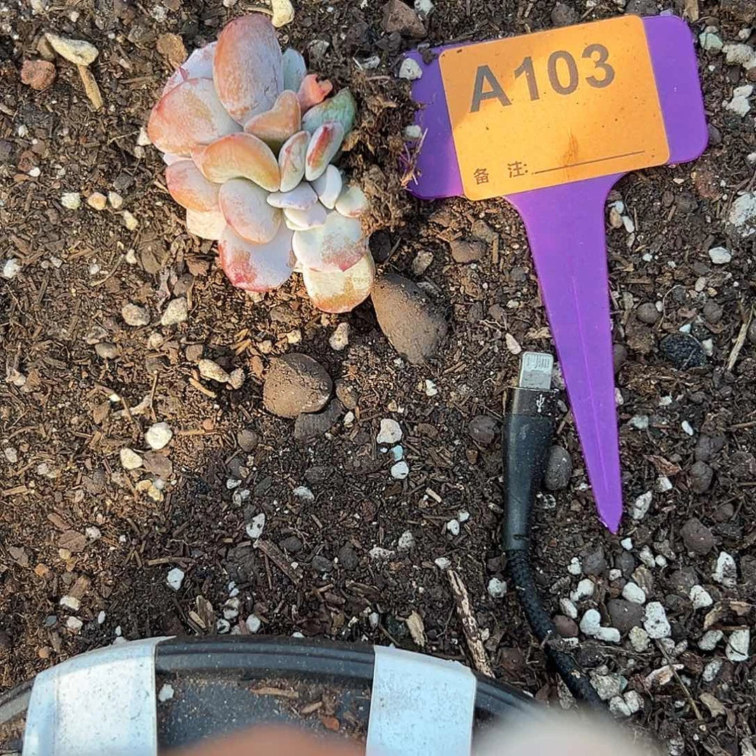 安***多肉植物一物一拍