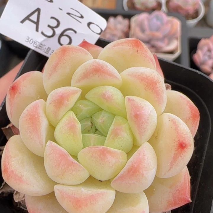 白桃汽水单头一颗脱土