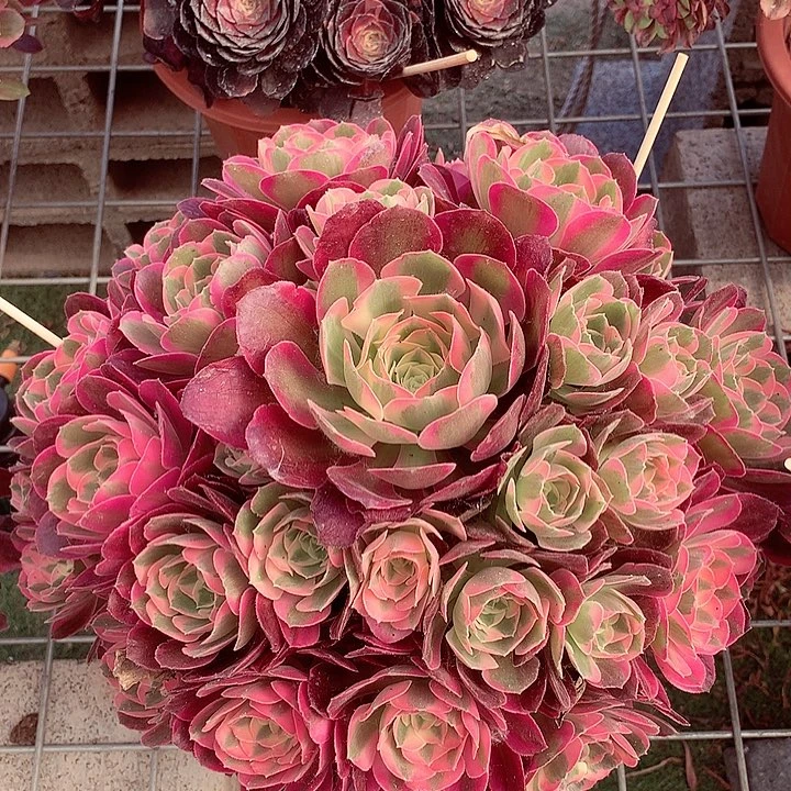 粉女郎，多肉植物