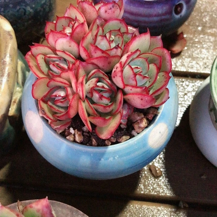 【闪购商品】娜，牡丹亭带盆