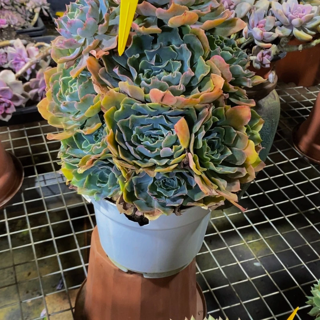 小***理海啸309。