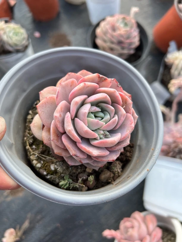 恩宠多肉植物   全场满18.8包邮，偏远地区128包邮